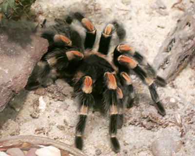 washington dc live tarantula natural history museum